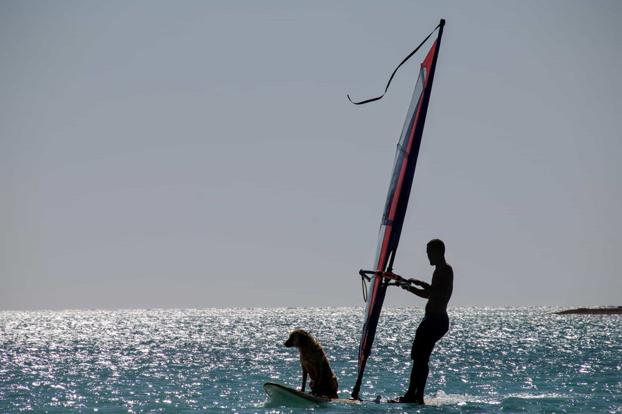 Sailing with a Dog: How to Set Sail Safely with Your Four-Legged Friend